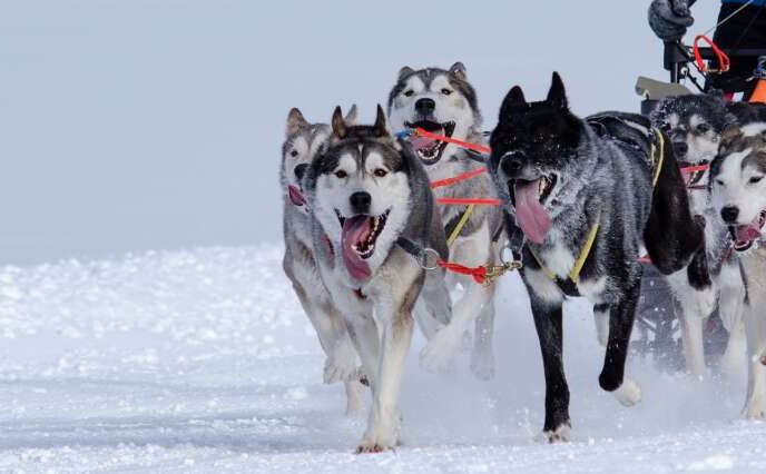 huskies-2279627_1920-1024x426