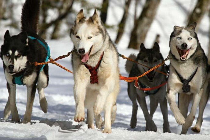 huskies-273409_1920-1170x658